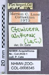 Etiketten zu Proludius anthrax (LeConte, 1861) (NHMW-ZOO-COL-0008345)